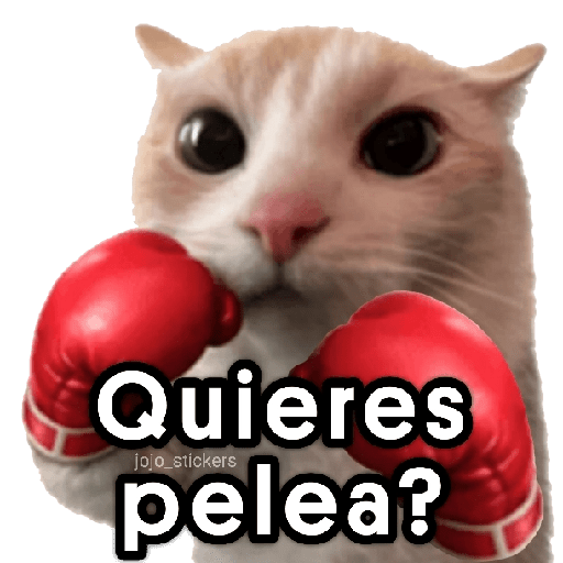 🐾🐈‍⬛ Gato |michi|cat 🐾 18