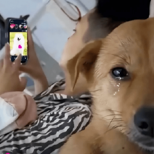 Perritos Reacciones #5 🐩 1