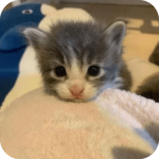 Gatos funny cats 😺🐈‍⬛ 7