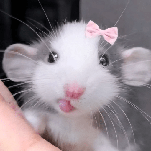 🐀Ratitas y Hámsters 🐹 10