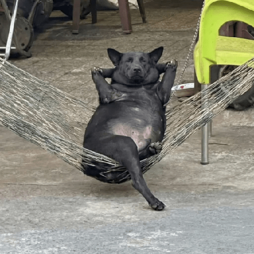 Animalitos MIX #5 1