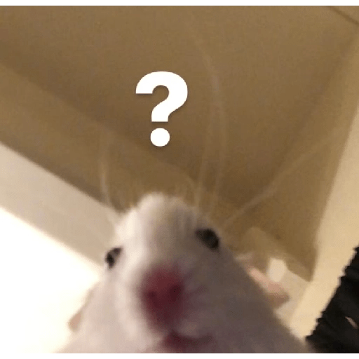 HAMSTER IMUT 14