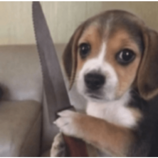 Perritos enojados 🔥😡 10