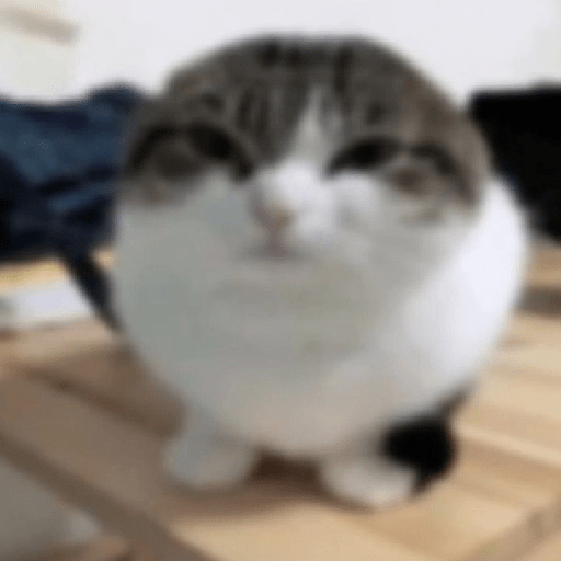 Gatitos 😹 9