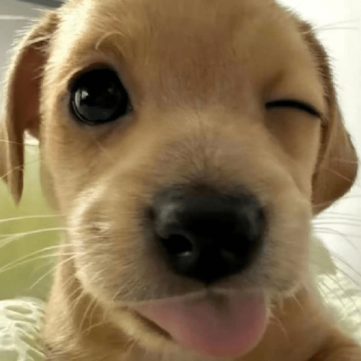 Perritos 🤭 9