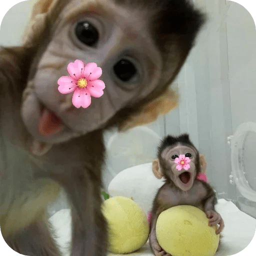 Monitos bonitos tiernos 🌸🙈 16