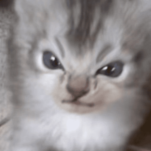 Gatinhos fofos 10