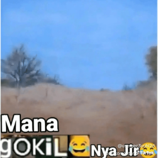MEME GOKIL SINGA 15