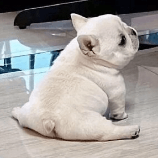 🪂🫯 Pibble Dog - TikTok 🫯🪂 9