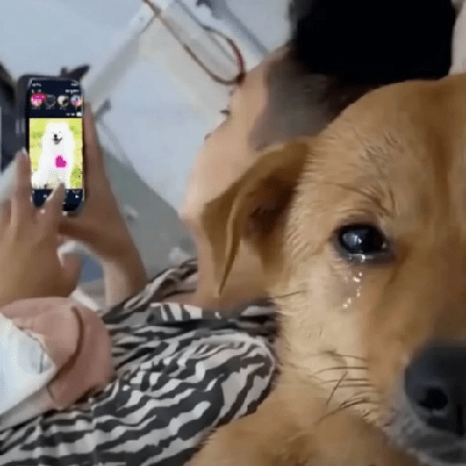 🐾Perritos Reacciones #4 8