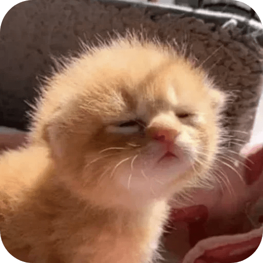 Gatos funny cats 😺🐈‍⬛ 20