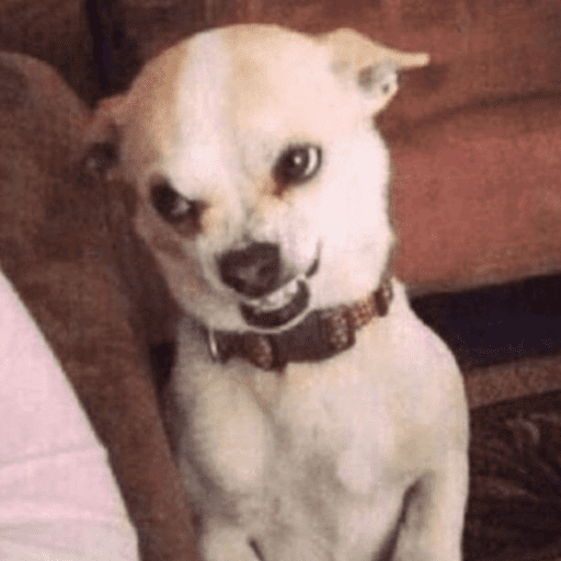 Reações animais  13