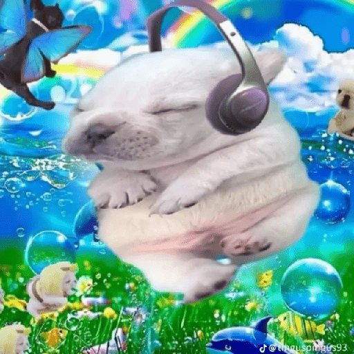 🪂🫯 Pibble Dog - TikTok 🫯🪂 15