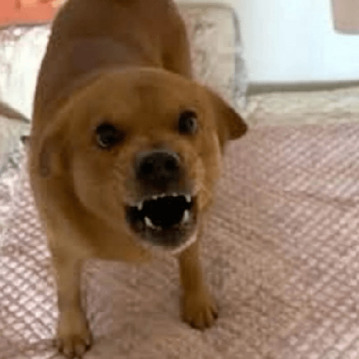 🐾Perritos Reacciones #4 10