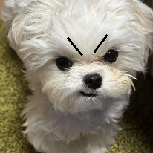 Perritos enojados 🔥😡 14