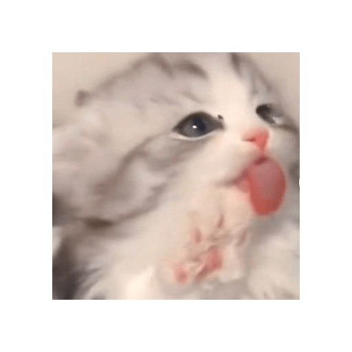 Gatitos 😝 3