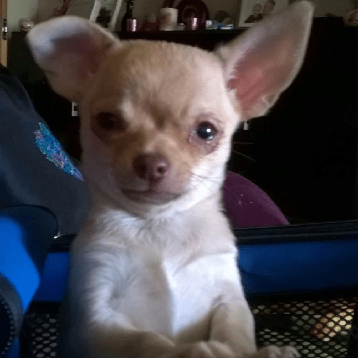Chihuahuas 🫢 9