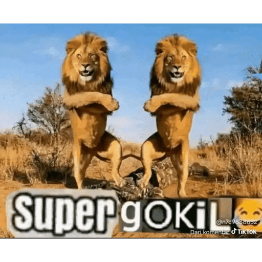 MEME GOKIL SINGA 2