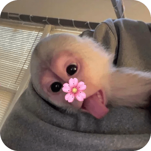 Monitos bonitos tiernos 🌸🙈 21