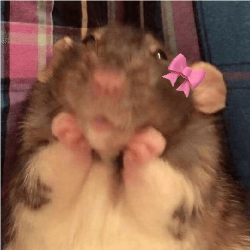 🐀Ratitas y Hámsters 🐹 14