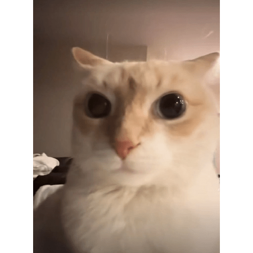 Gatitos 😹 7