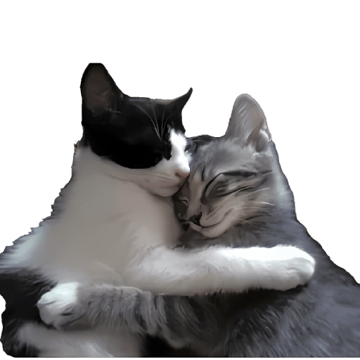 Gatitos memes viral 🔥 13