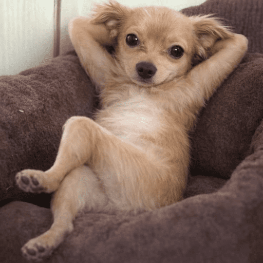 Reações animais  12