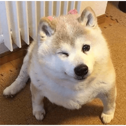 🐕 PERROS RANDOM FUNNY 2🤣 7