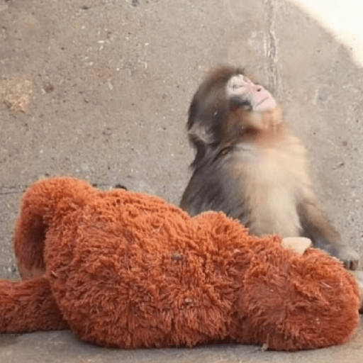 🧿Punch monito bebe🦧🐒 11