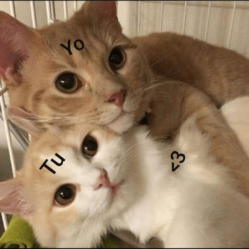Gatitos ✨️ 3