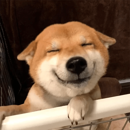 🐕 PERROS RANDOM FUNNY 2🤣 1