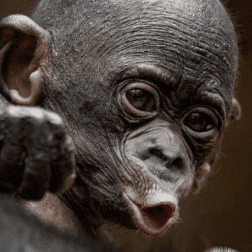 Macaco 8