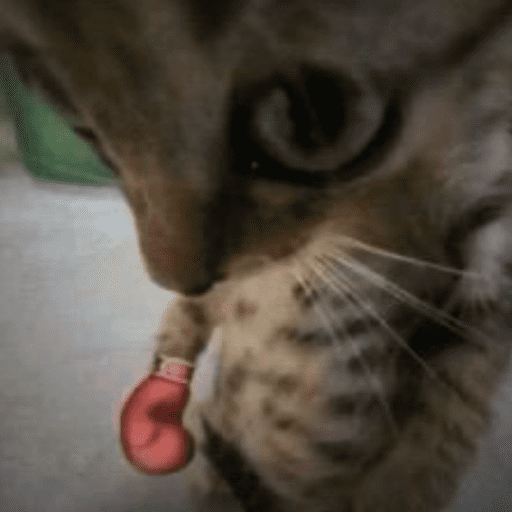 Gatos engraçados  5