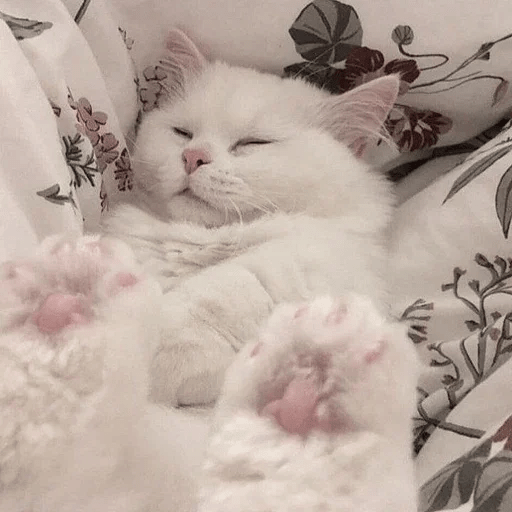 Cats  ฅ⁠^⁠•⁠ﻌ⁠•⁠^⁠ฅ 😺🤍 10