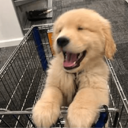 🦴🐶 Perros Funny Random 🐾🐶 9