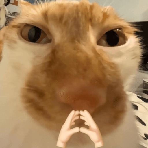 Cats 10 13