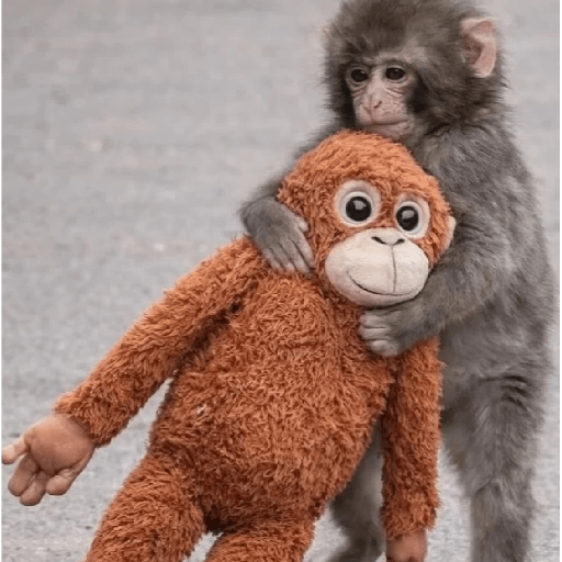 🧿Punch monito bebe🦧🐒 24
