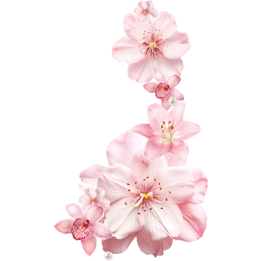 Cherry blossom flower sakura  4