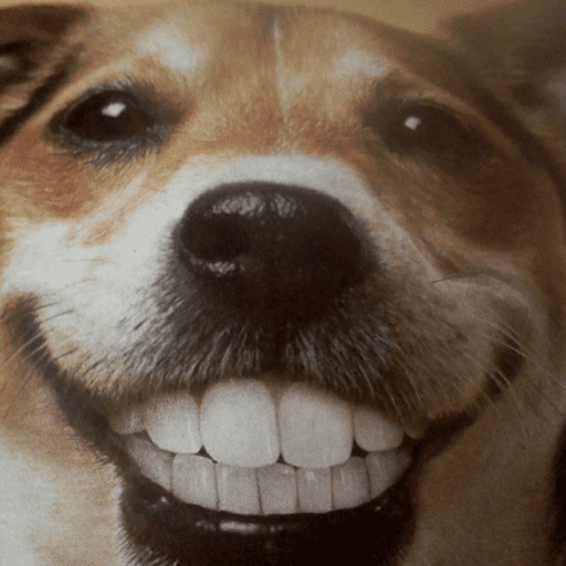Dog  10