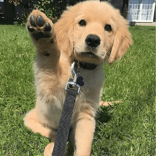 🦴🐶 Perros Funny Random 🐾🐶 8