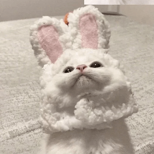 Cats Michi ฅ⁠^⁠•⁠ﻌ⁠•⁠^⁠ฅ 🐈‍⬛ 1