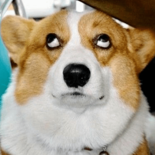 Dog  3