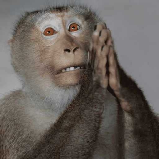 Macaco 11