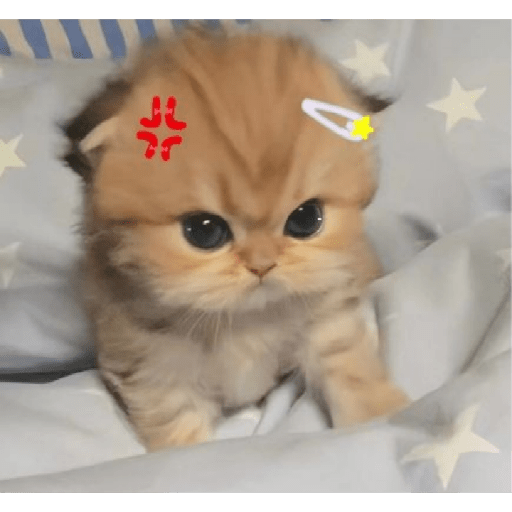 Angry cat😾 1