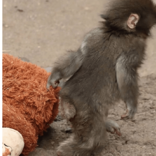 🧿Punch monito bebe🦧🐒 9