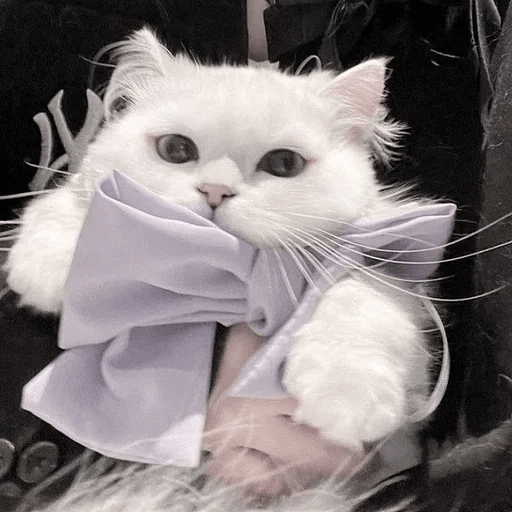 Cats Michi ฅ⁠^⁠•⁠ﻌ⁠•⁠^⁠ฅ 🐈‍⬛ 21