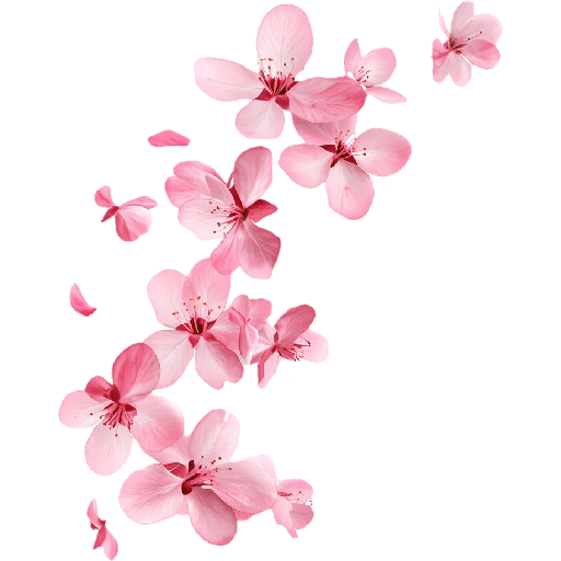 Cherry blossom flower sakura  14