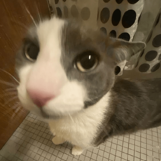 Gatitos 😺 8