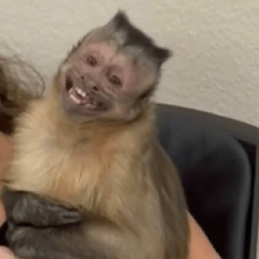 Monos 🐒 1