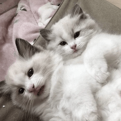 Cats Michi ฅ⁠^⁠•⁠ﻌ⁠•⁠^⁠ฅ 🐈‍⬛ 14